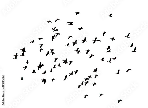 Flying birds © tigerbeer
