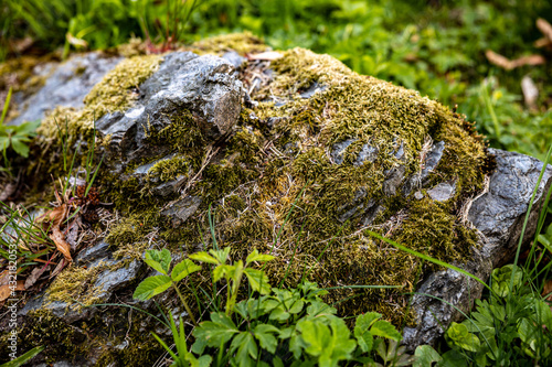 Large stone covered with green moss