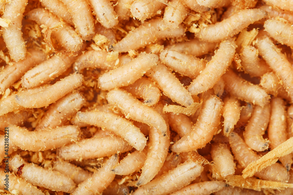 Fly larvae close-up as bait for fishing and medicine.