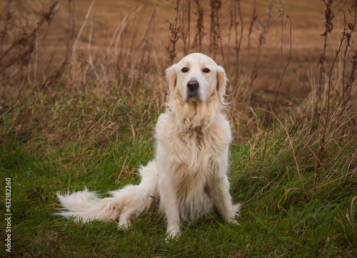 Pale Golden Retriever dog sit beside a field looking at the camera