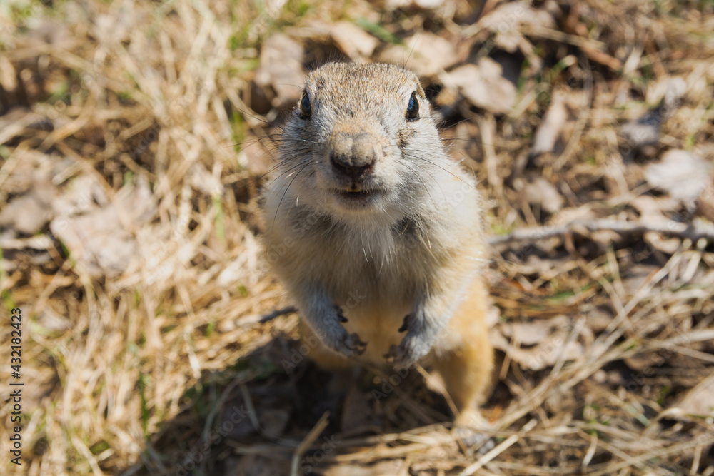 Close-up portrait of a curious gopher sitting in a field Close-up portrait of a curious gopher sitting in a field