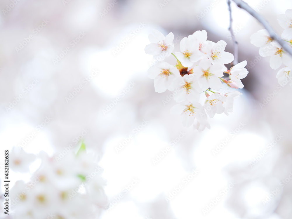 美しい桜 ソメイヨシノ 美しい桜 ソメイヨシノ