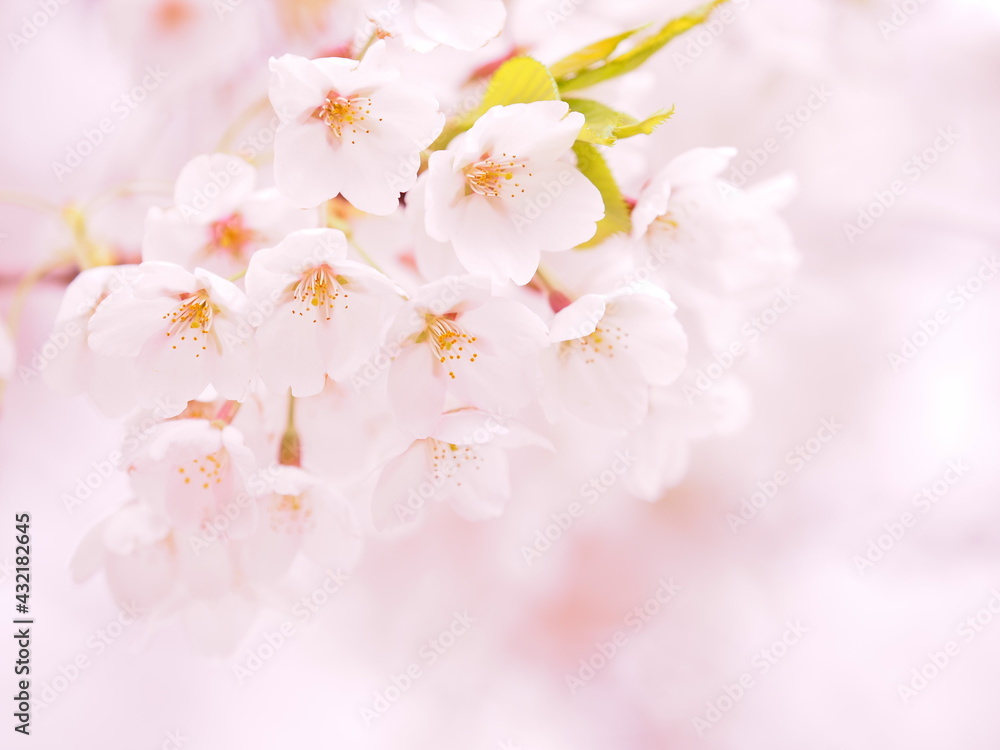 美しい桜 ソメイヨシノ