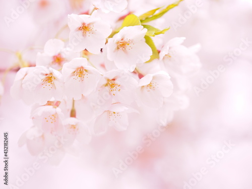 美しい桜 ソメイヨシノ