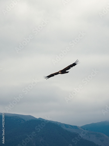 Griffon Vulture Gyps fulvus flying on the sky over the mountains, vertical view
