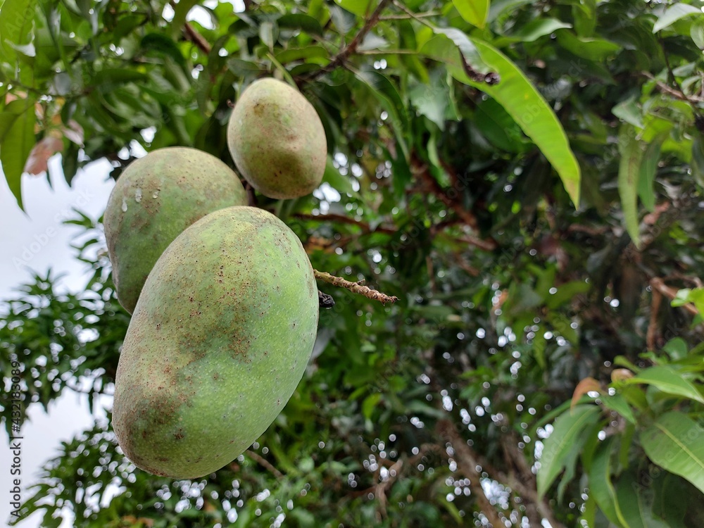 Close up of green mangoes hanging on a tree near in the garden