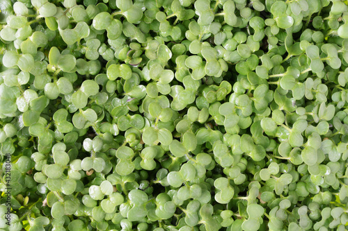 Fresh microgreens mustard sprouts background