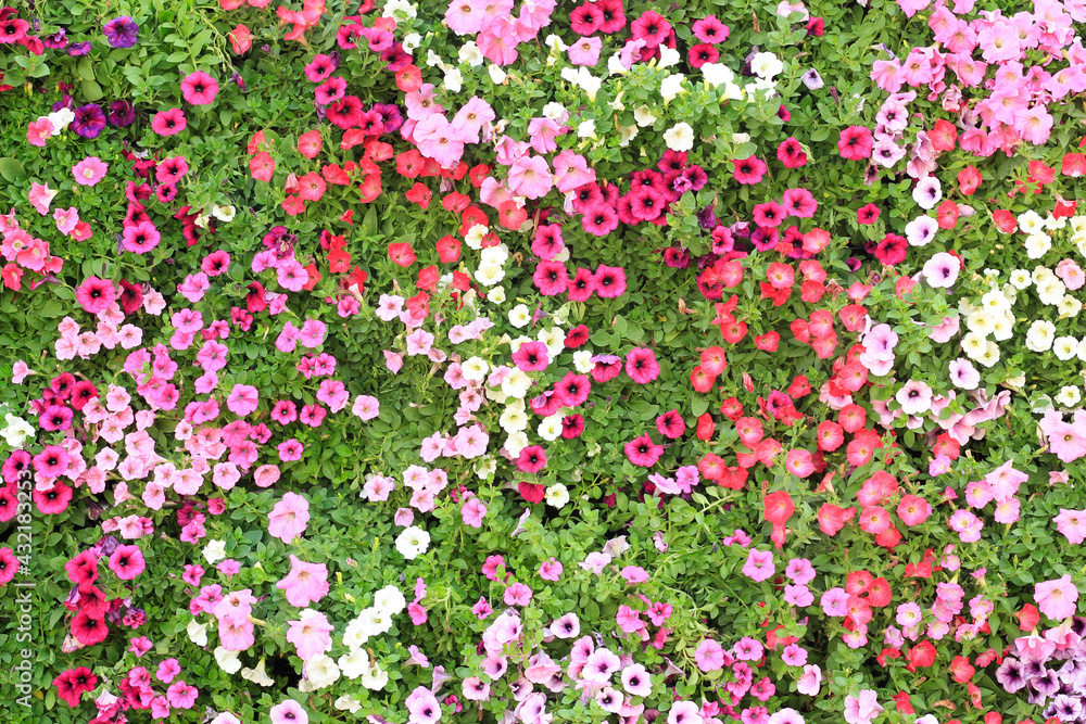 pink flowers background pink flowers background