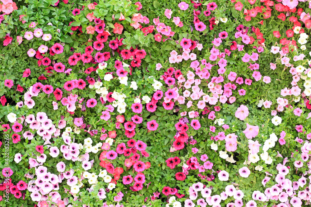 Fototapeta premium flowers in the garden