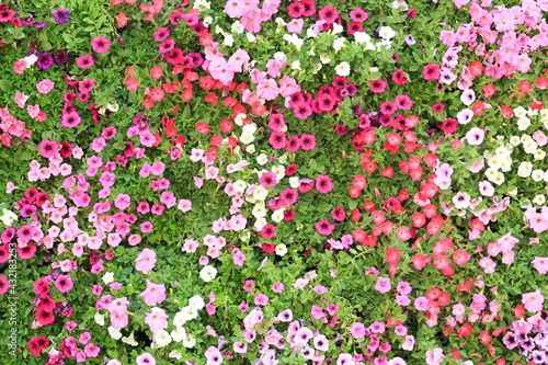 pink flowers background