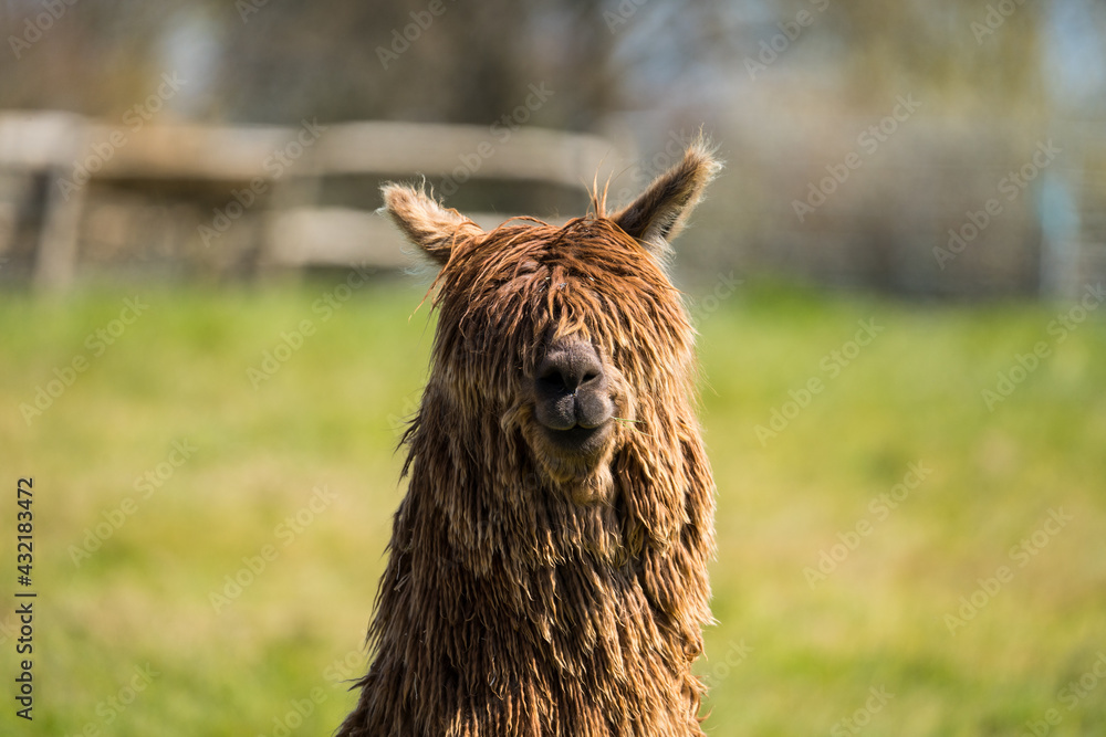 Fototapeta premium portrait of a alpaca
