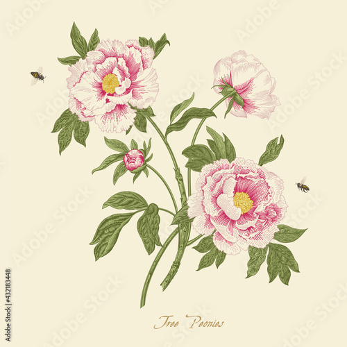 Vintage vector botanical floral illustration. Tree Peonies.
