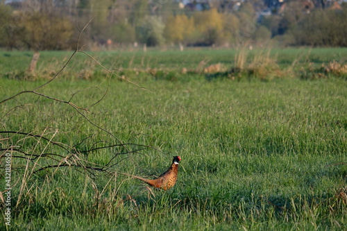 Wallpaper Mural Fasan am Morgen Torontodigital.ca