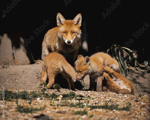 Fox mother with cubs