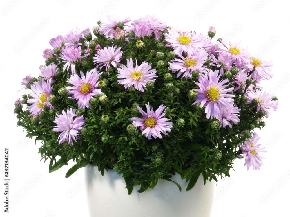 Herbstaster - Aster Dumosus Herbstaster - Aster Dumosus