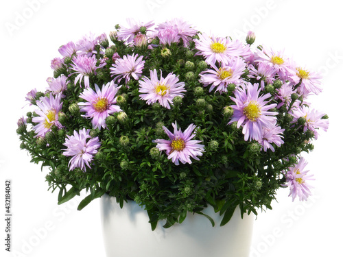 Wallpaper Mural Herbstaster - Aster Dumosus Torontodigital.ca