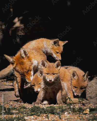 Fox cubs with mother