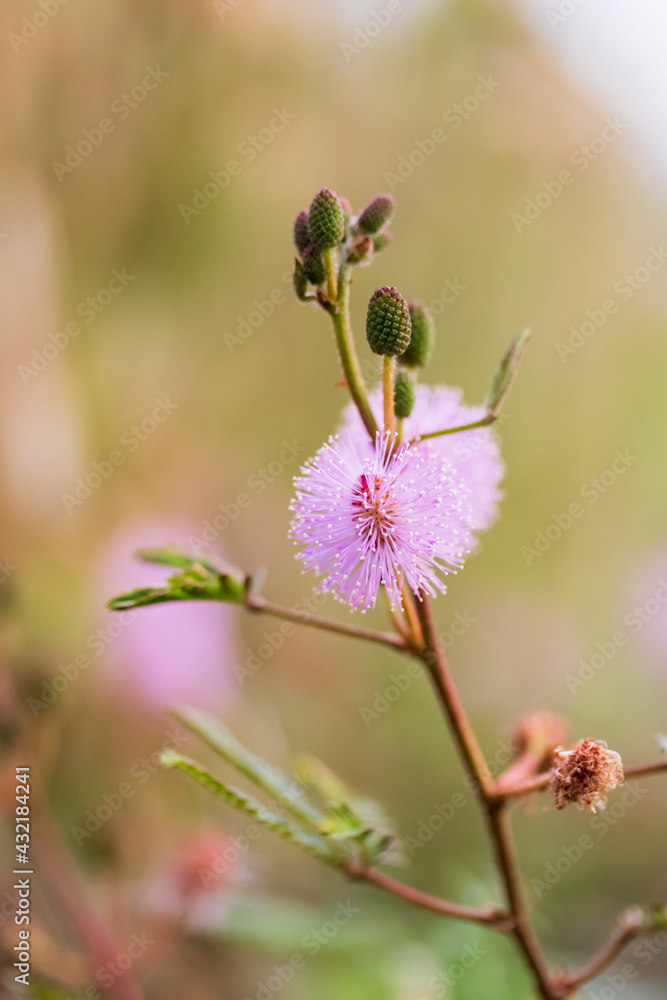Mimosa strigillosa, also known as sunshine mimosa and powderpuff in Indonesia people called putri malu. Mimosa strigillosa, also known as sunshine mimosa and powderpuff in Indonesia people called putri malu.