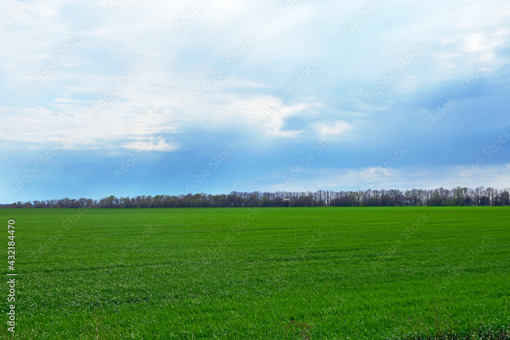 Landscape green field and sky with clouds. Spring nature