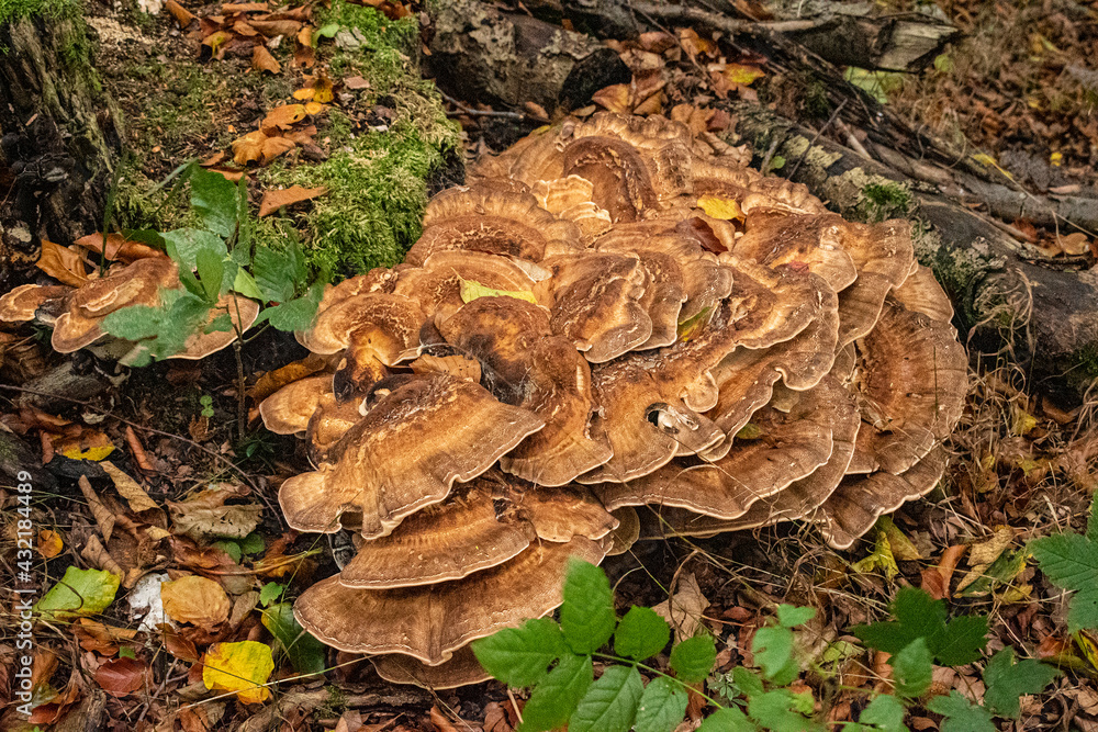 Pilze Herbst Moos Wald
