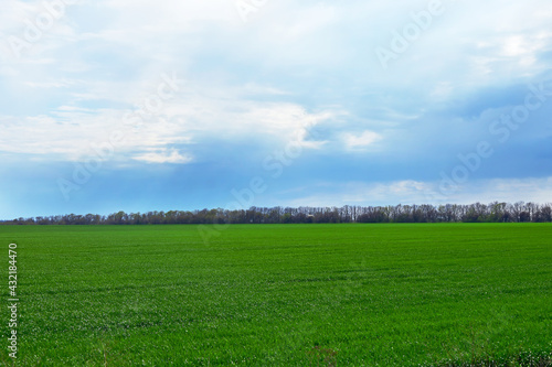 Landscape green field and sky with clouds. Spring nature