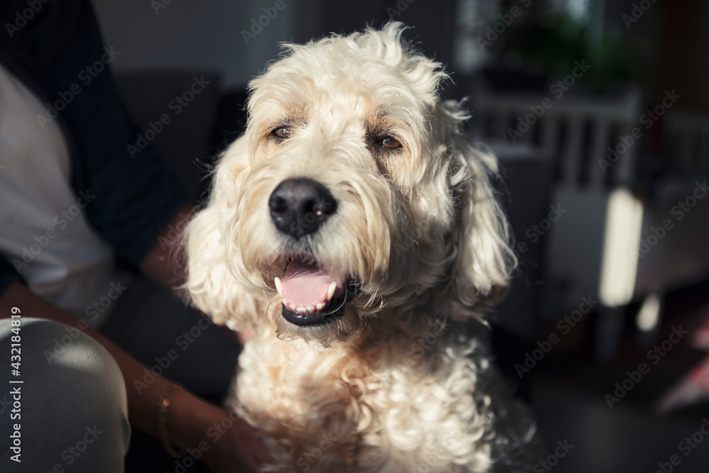 Labradoodle looking away in sunlight at home Labradoodle looking away in sunlight at home
