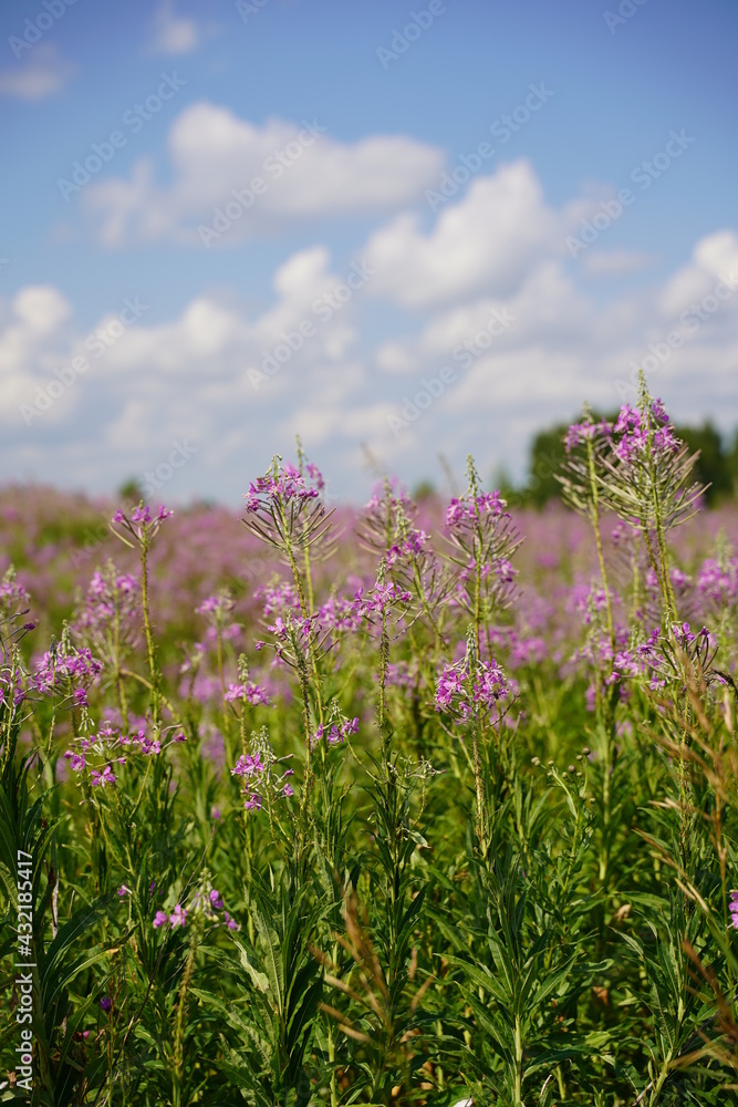 pink flowers in the field pink flowers in the field