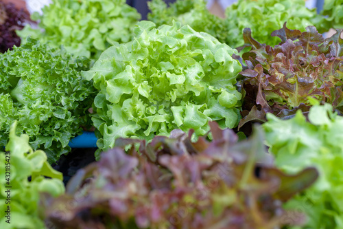 Top view of fresh green lettuce leaves in the garden to make a salad. photo