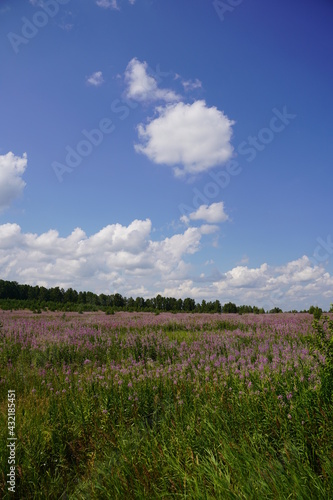 field of pink flowers and sky