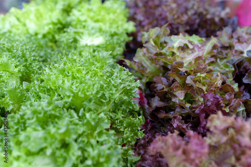 Top view of fresh green lettuce leaves in the garden to make a salad. photo