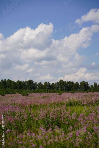field of pink flowers and sky