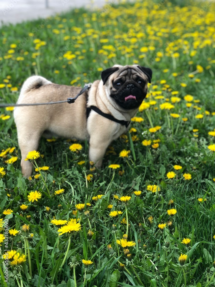 french bulldog puppy sitting on the grass french bulldog puppy sitting on the grass