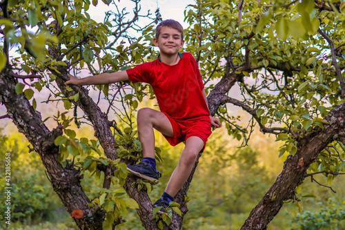 The happy little boy in red shorts on an apple tree and hold on to the branches in an orchard on a sunny spring day