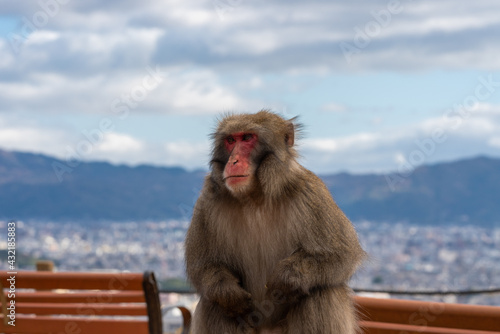 Japanese macaque in Arashiyama, Kyoto. © exs