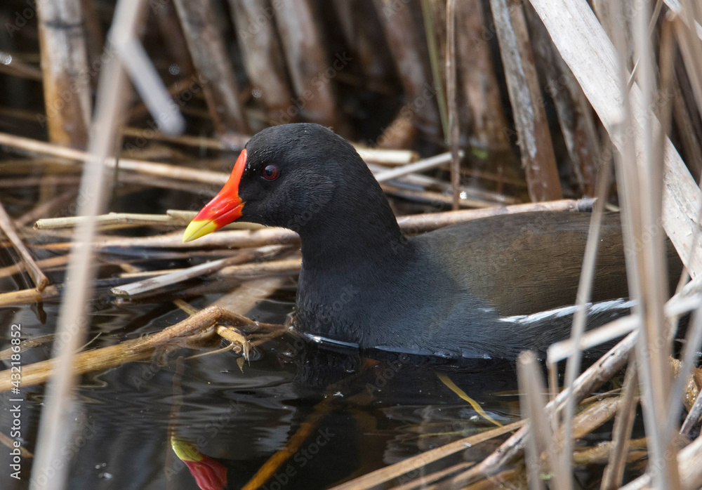 Common Moorhen in a pond in a bird sanctuary in Stockholm a spring day
