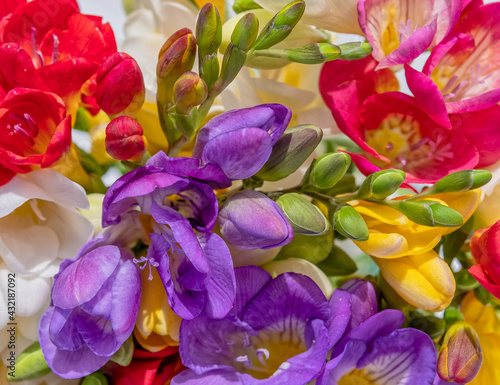 variety of colorful freesia flowers top view closeup, natural background
