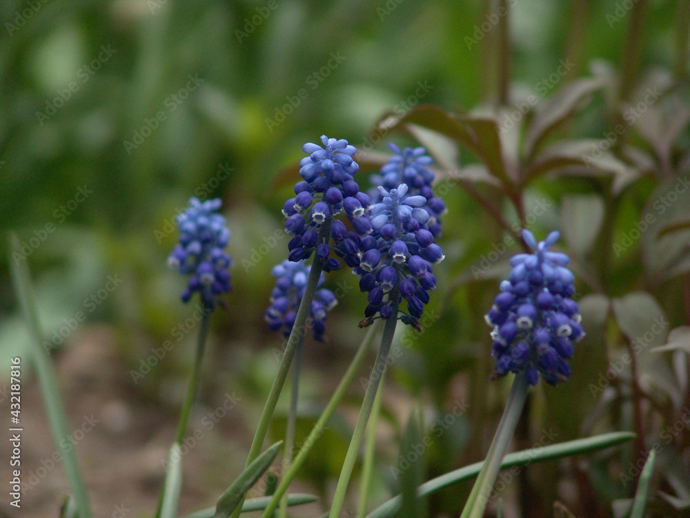flowers flowers
