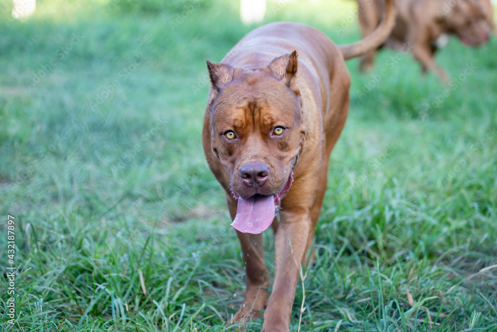 headshot american pitbull terrier The big brown in the lawn looks scary, but the pitbull actually has a cute, playful character and loves its owner. And looks funny headshot american pitbull terrier The big brown in the lawn looks scary, but the pitbull actually has a cute, playful character and loves its owner. And looks funny