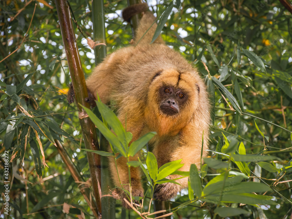 Fototapeta premium monkey hanging from the trees