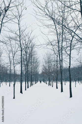 Wallpaper Mural Walk along the winter alley of park. Cloudy frosty weather. Snowy Christmas morning. The concept of a new year. Tall trees without leaves stand in a row. Torontodigital.ca