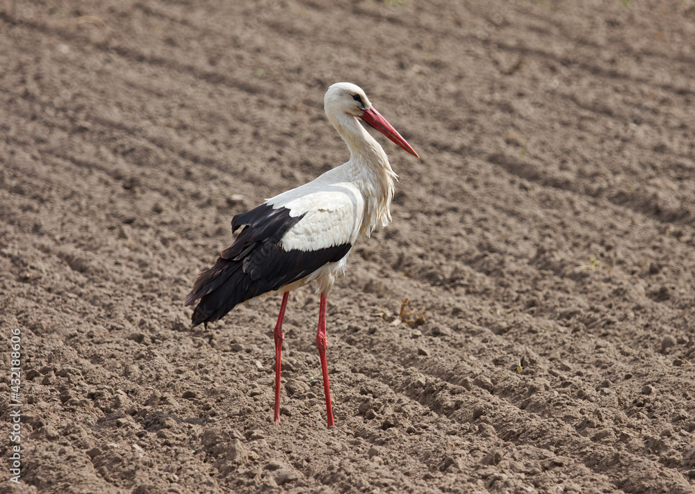 White stork on the plowed ground.
White stork walking on the plowed ground in search of food.
White stork on the plowed ground.
White stork walking on the plowed ground in search of food.