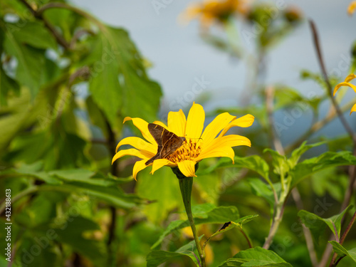 Obraz na płótnie The Brown Longtail (Urbanus procne), a Butterfly on a Yellow Flower in Guatape, Colombia w salonie