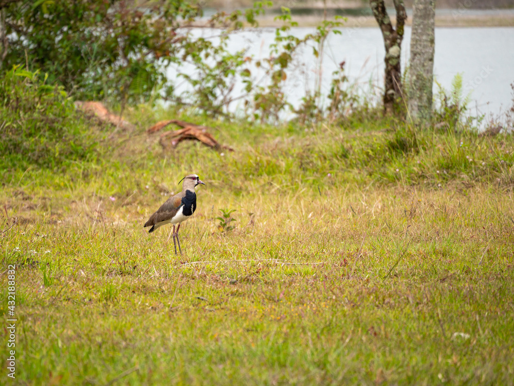 The Southern Lapwing (Vanellus chilensis) Bird on the Meadow Next to the River in Guatape, Colombia The Southern Lapwing (Vanellus chilensis) Bird on the Meadow Next to the River in Guatape, Colombia