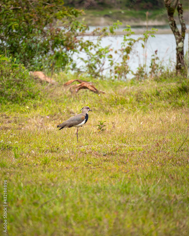 The Southern Lapwing (Vanellus chilensis) Bird on the Meadow Next to the River in Guatape, Colombia The Southern Lapwing (Vanellus chilensis) Bird on the Meadow Next to the River in Guatape, Colombia