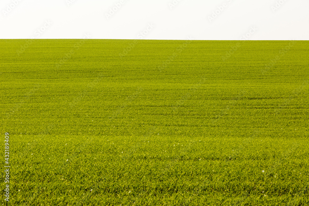 Sprouts of winter wheat sprouted in an endless field Sprouts of winter wheat sprouted in an endless field