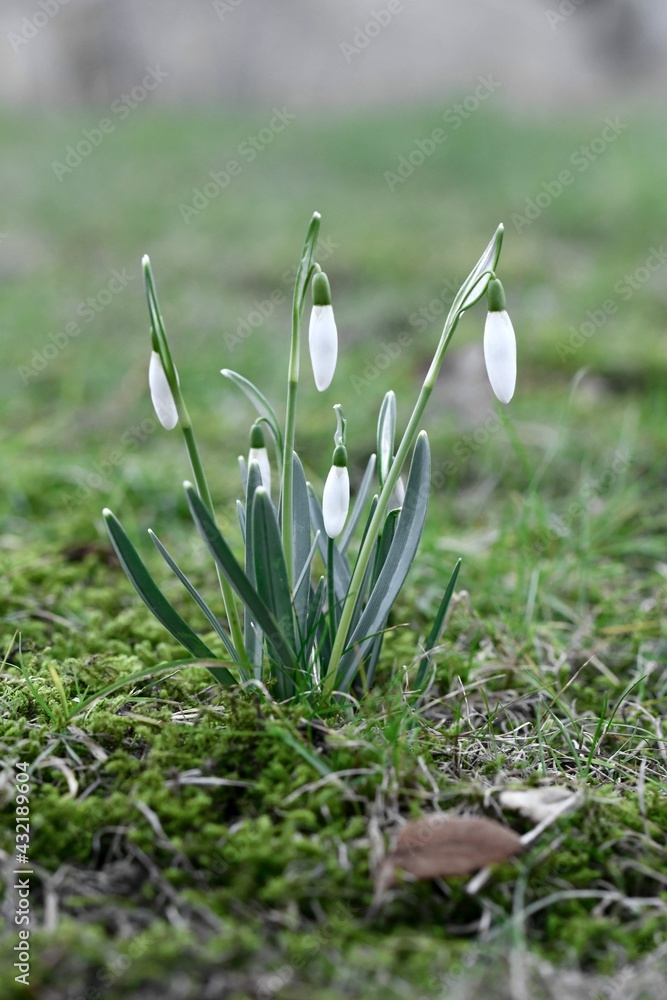 Closeup macro of snowdrops in spring season Closeup macro of snowdrops in spring season