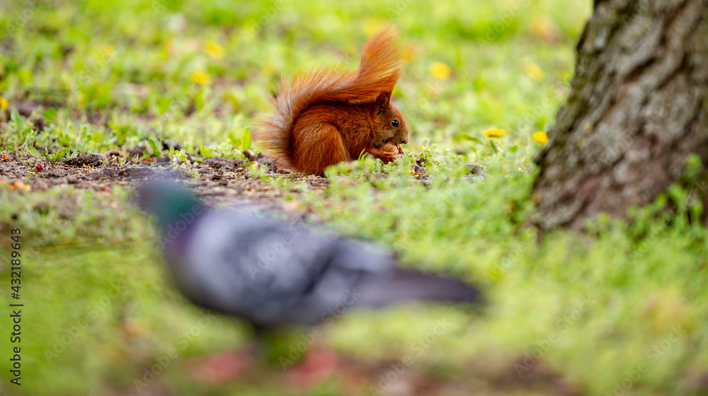 Obraz premium Wiewiórka 