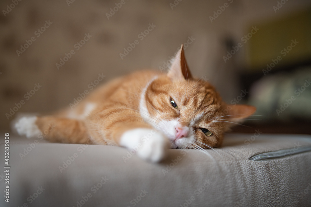 Beautiful young pensive ginger cat in a city apartment. Beautiful young pensive ginger cat in a city apartment.