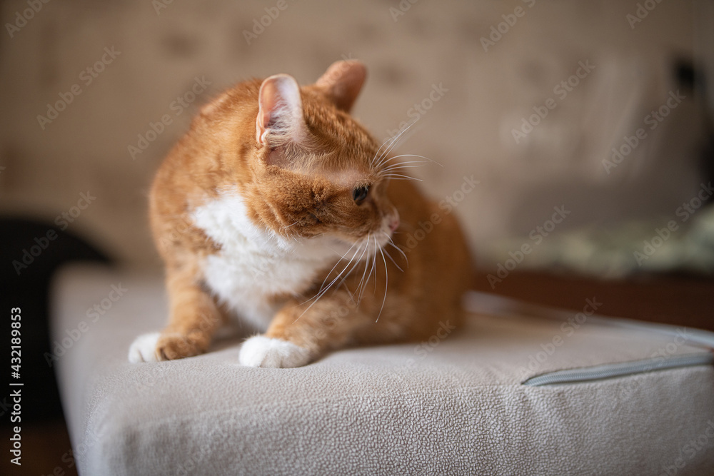 Beautiful young pensive ginger cat in a city apartment.