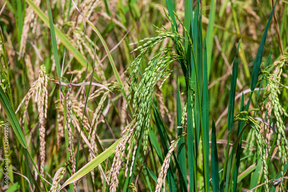 Green field with rice stalks in Ubud, island Bali, Indonesia. Close up Green field with rice stalks in Ubud, island Bali, Indonesia. Close up